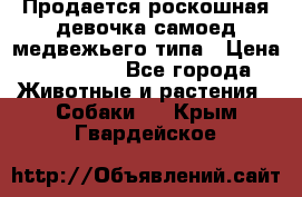 Продается роскошная девочка самоед медвежьего типа › Цена ­ 35 000 - Все города Животные и растения » Собаки   . Крым,Гвардейское